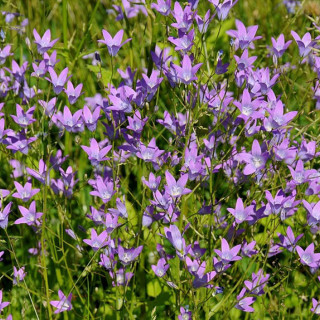 Дзвоник розлогий (Campanula patula)