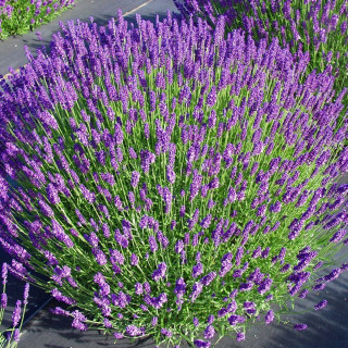 Лаванда узколистная 'Hidcote' (Lavandula angustifolia 'Hidcote')