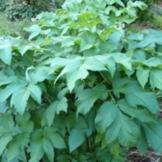 Дягель лекарственный (Angelica archangelica)