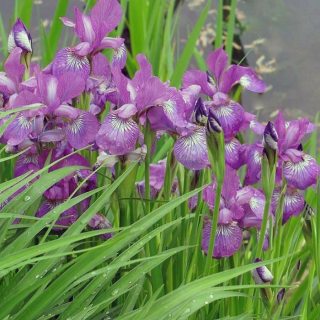 Ирис сибирский 'Sparkling Rose' (Iris sib. 'Sparkling Rose')