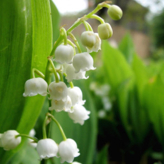 Конвалія травнева 'Plena' (Convallaria majalis 'Plena')