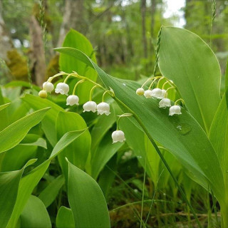 Конвалія звичайна травнева (Convallaria majalis flowerpip)