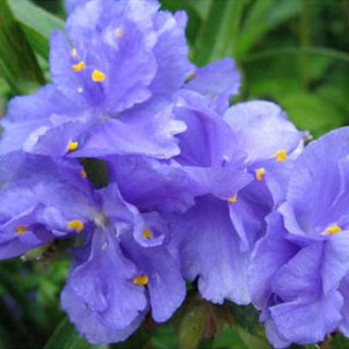 Традесканция 'Caerulea Plena' (Tradescantia 'Caerulea Plena')