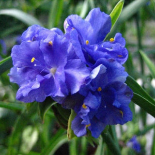 Традесканция 'Caerulea Plena' (Tradescantia 'Caerulea Plena')