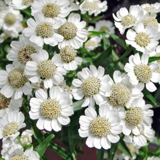 Тысячелистник птармика (Achillea ptarmica)