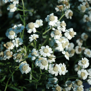 Тысячелистник птармика (Achillea ptarmica)