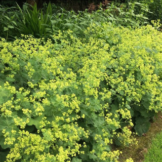 Манжетка мягкая (Alchemilla mollis)