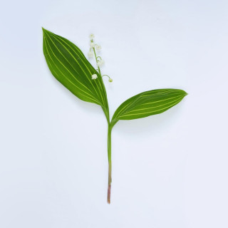Конвалія травнева 'Striata Polish Beauty' (Convallaria majalis 'Striata Polish Beauty')