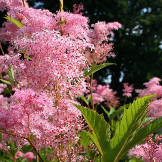 Таволга вязолистая (Filipendula ulmaria)