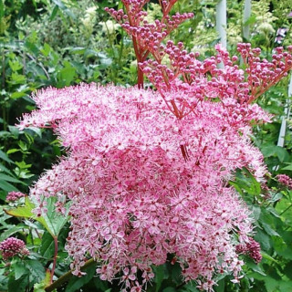 Таволга вязолистая (Filipendula ulmaria)
