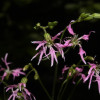 Кукушкин цвет обычный (Lychnis flos-cuculi)