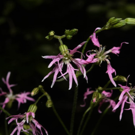Кукушкин цвет обычный (Lychnis flos-cuculi)