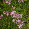 Кукушкин цвет обычный (Lychnis flos-cuculi)