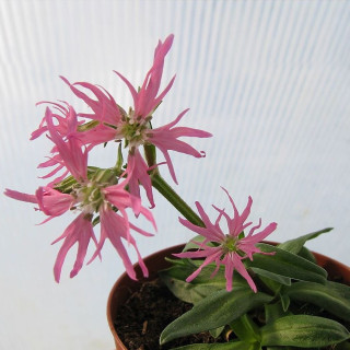 Кукушкин цвет 'Nana' (Lychnis flos-cuculi 'Nana')