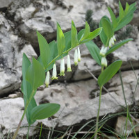 Купена аптечна (Polygonatum odoratum)