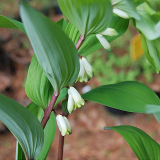 Купена аптечна (Polygonatum odoratum)