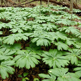 Подофилл щитовидный  (Podophyllum peltatum)