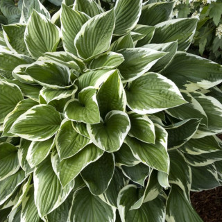 Хоста 'Francee' (Hosta 'Francee')