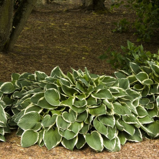 Хоста 'Francee' (Hosta 'Francee')