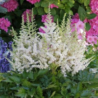 Астільба 'Brautschleier' (Astilbe 'Brautschleier')