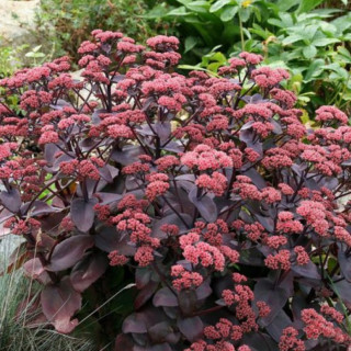 Седум/Очиток 'Xenox' (Sedum 'Xenox')