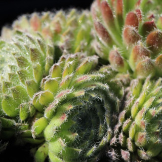  Молодило реснитчатое (Sempervivum ciliosum borisii)
