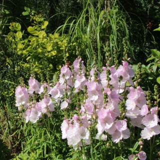 Сидальцея 'Little Princess' (Sidalcea oregana 'Little Princess')