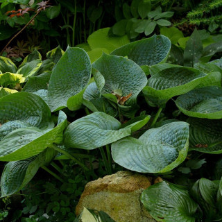 Хоста 'Abiqua drinking gourd' (Hosta 'Abiqua Drinking Gourd')