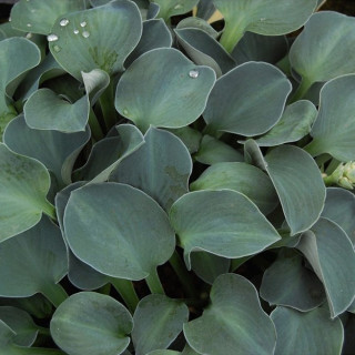 Хоста 'Blue mouse ears' (Hosta 'Blue Mouse Ears')
