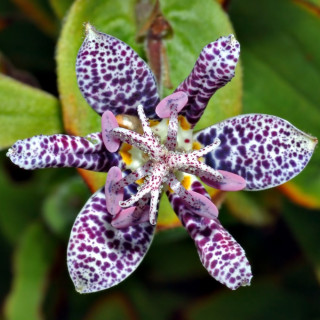 Трициртис коротковолосистый (Tricyrtis hirta)