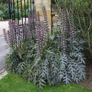 Акантус угорський (Acanthus hungaricus)