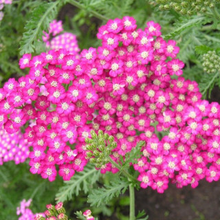 Тысячелистник 'Сerise queen' (Achillea mil. 'Cerise Queen')
