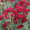 Тысячелистник 'Red Velvet' (Achillea 'Red Velvet')