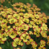 Деревій звичайний 'Tricolor' (Achillea mil. 'Tricolor')