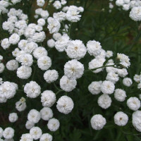 Деревій цілолистий "The Pearl" (Achillea ptarmica "The Pearl")