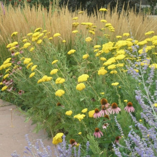 Тысячелистник гибридный 'Taygetea' (Achillea 'Taygetea')