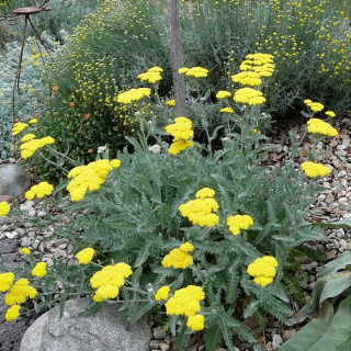 Тысячелистник гибридный 'Taygetea' (Achillea 'Taygetea')