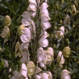 Аконіт 'Rubellum' (Aconitum napellus 'Rubellum')