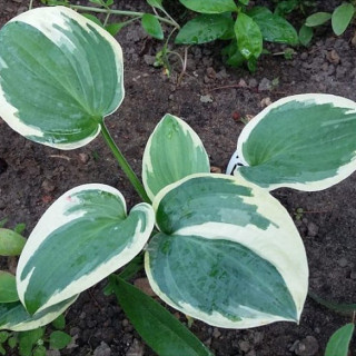 Хоста 'Brim Cup' (Hosta 'Brim Cup')