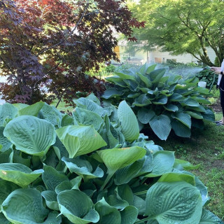 Хоста 'Empress Wu'  (Hosta 'Empress Wu')