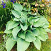 Хоста 'Empress Wu'  (Hosta 'Empress Wu')