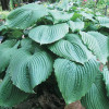 Хоста 'Empress Wu'  (Hosta 'Empress Wu')
