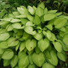 Хоста 'Gold Standard' (Hosta 'Gold Standard')