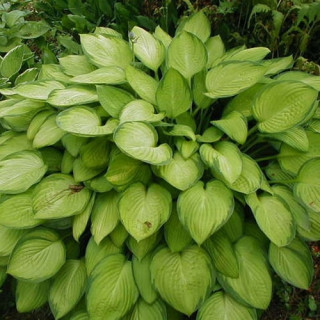 Хоста 'Gold Standard' (Hosta 'Gold Standard')