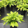 Хоста 'Gold Standard' (Hosta 'Gold Standard')