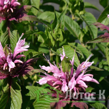 Монарда гибридная 'Beauty of Cobham' (Monarda 'Beauty of Cobham')