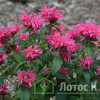 Монарда гибридная 'Cranberry Lace' (Monarda  'Cranberry Lace')
