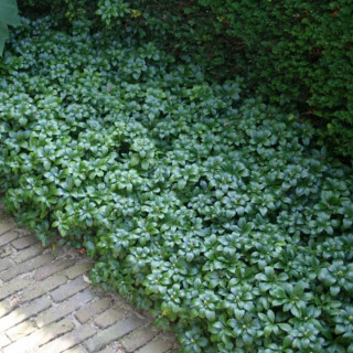 Пахизандра верхушечная (Pachysandra terminalis)