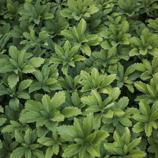 Пахизандра верхушечная (Pachysandra terminalis)