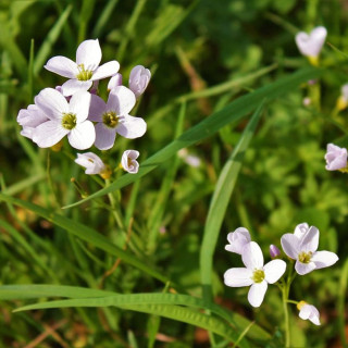 Сердечник луговой (Cardamine pratensis)